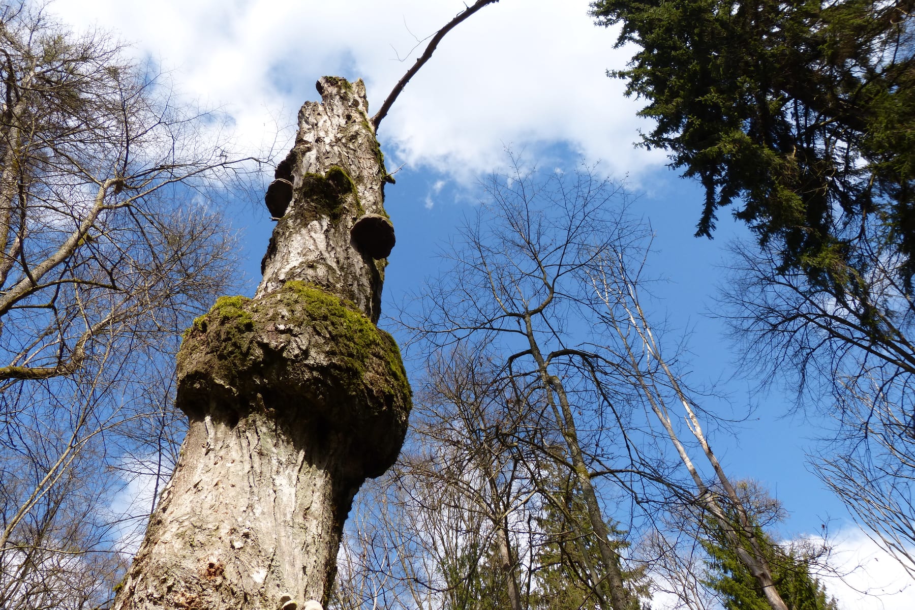 Bialowieza Forest in Bialowieza, Poland