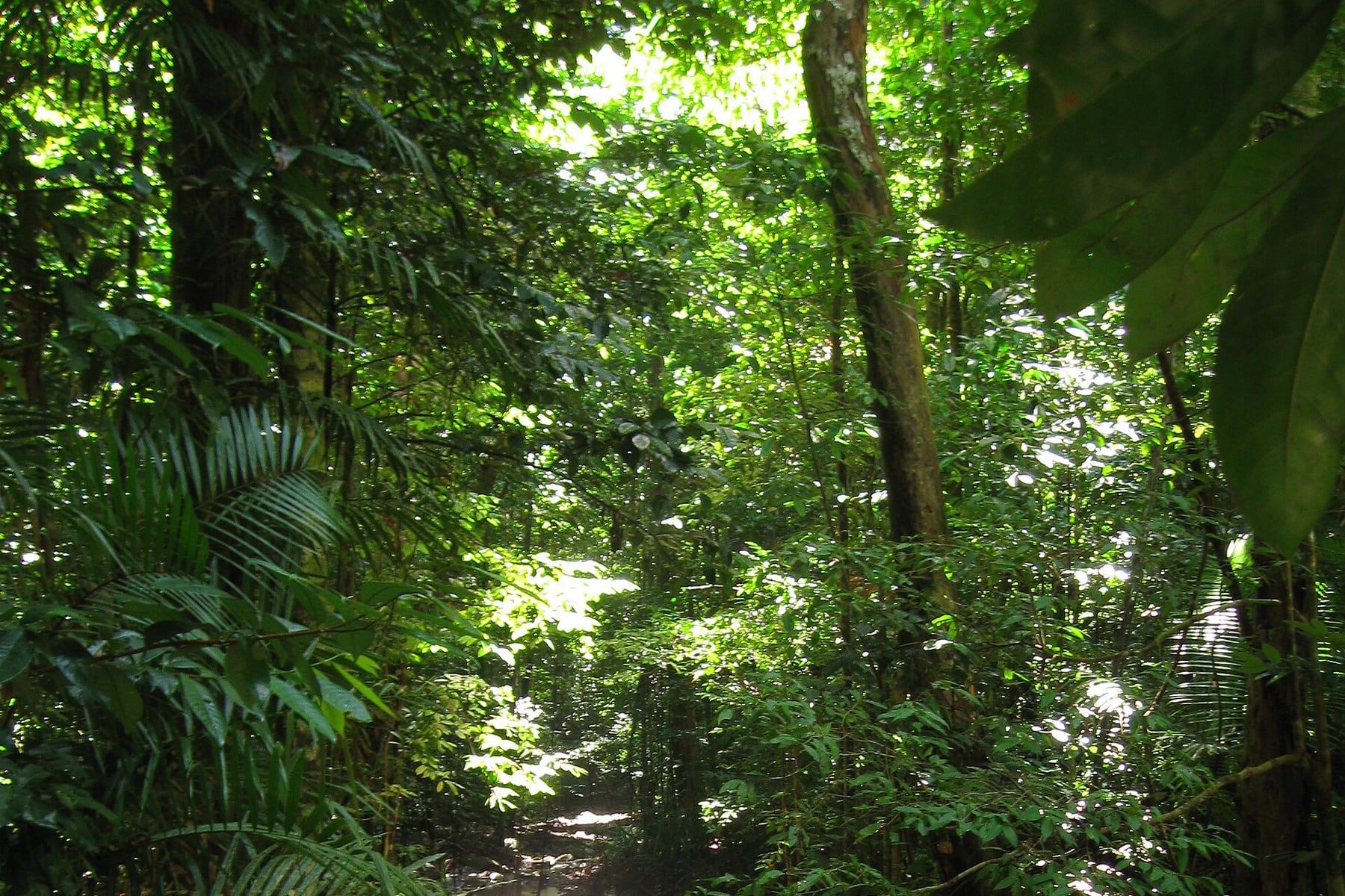 Daintree Rainforest in Queensland, Australia