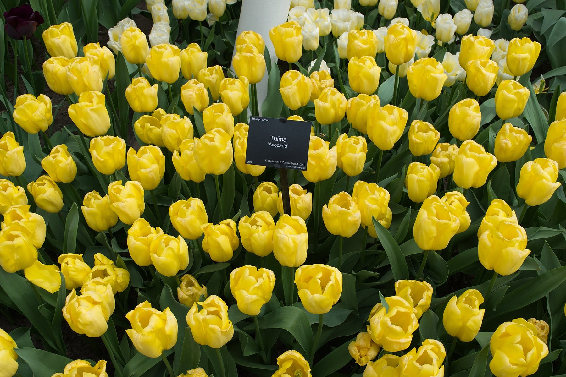 Keukenhof in Lisse, Netherlands