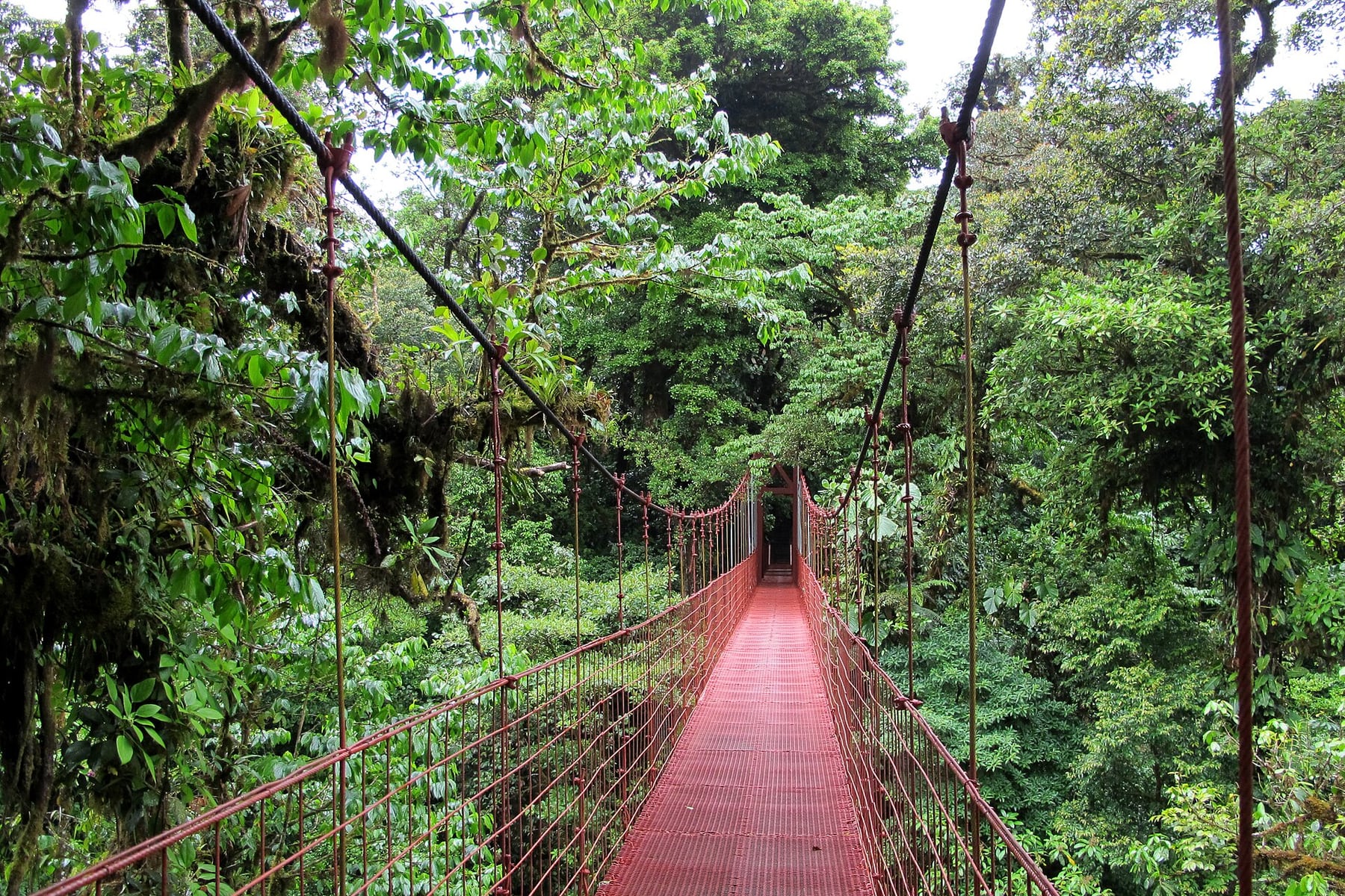 Monteverde Cloud Forest in Monteverde, Costa Rica