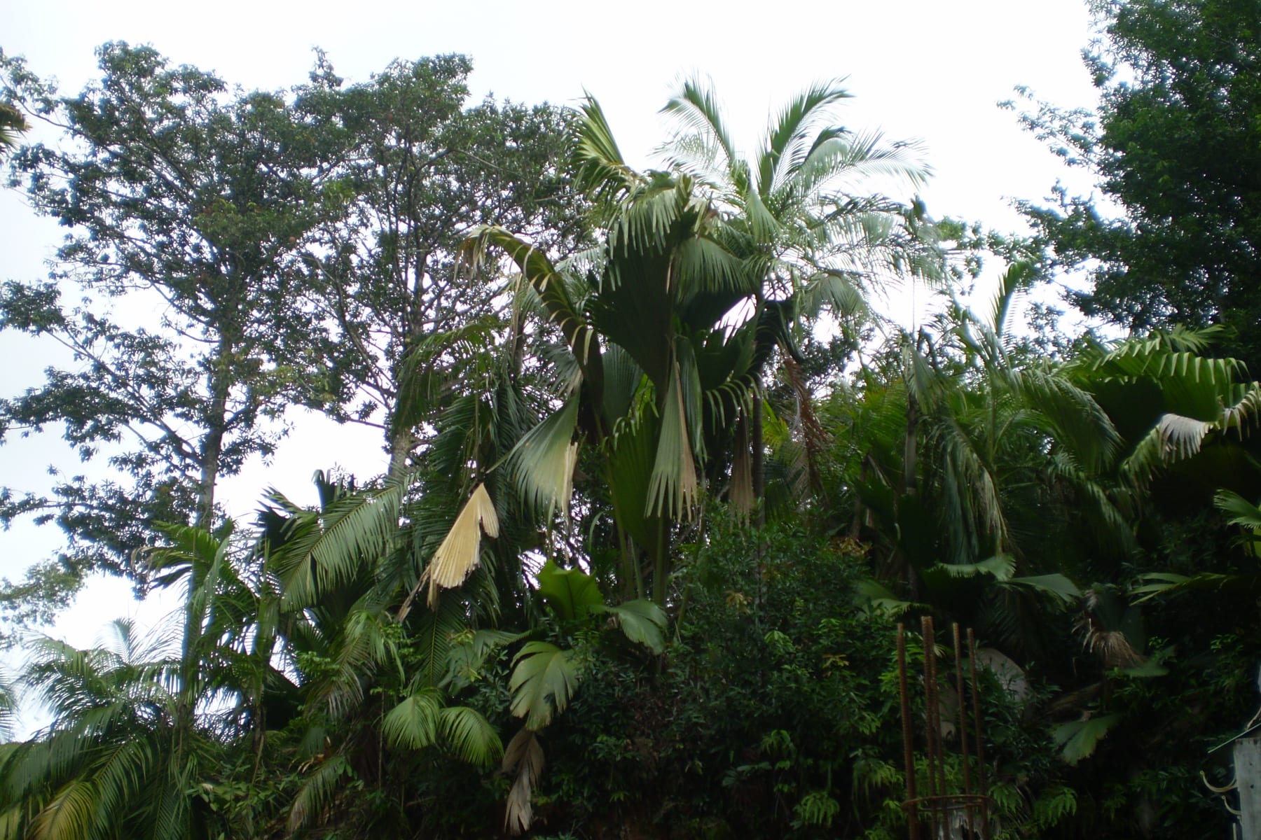 Vallée de Mai in Praslin, Seychelles