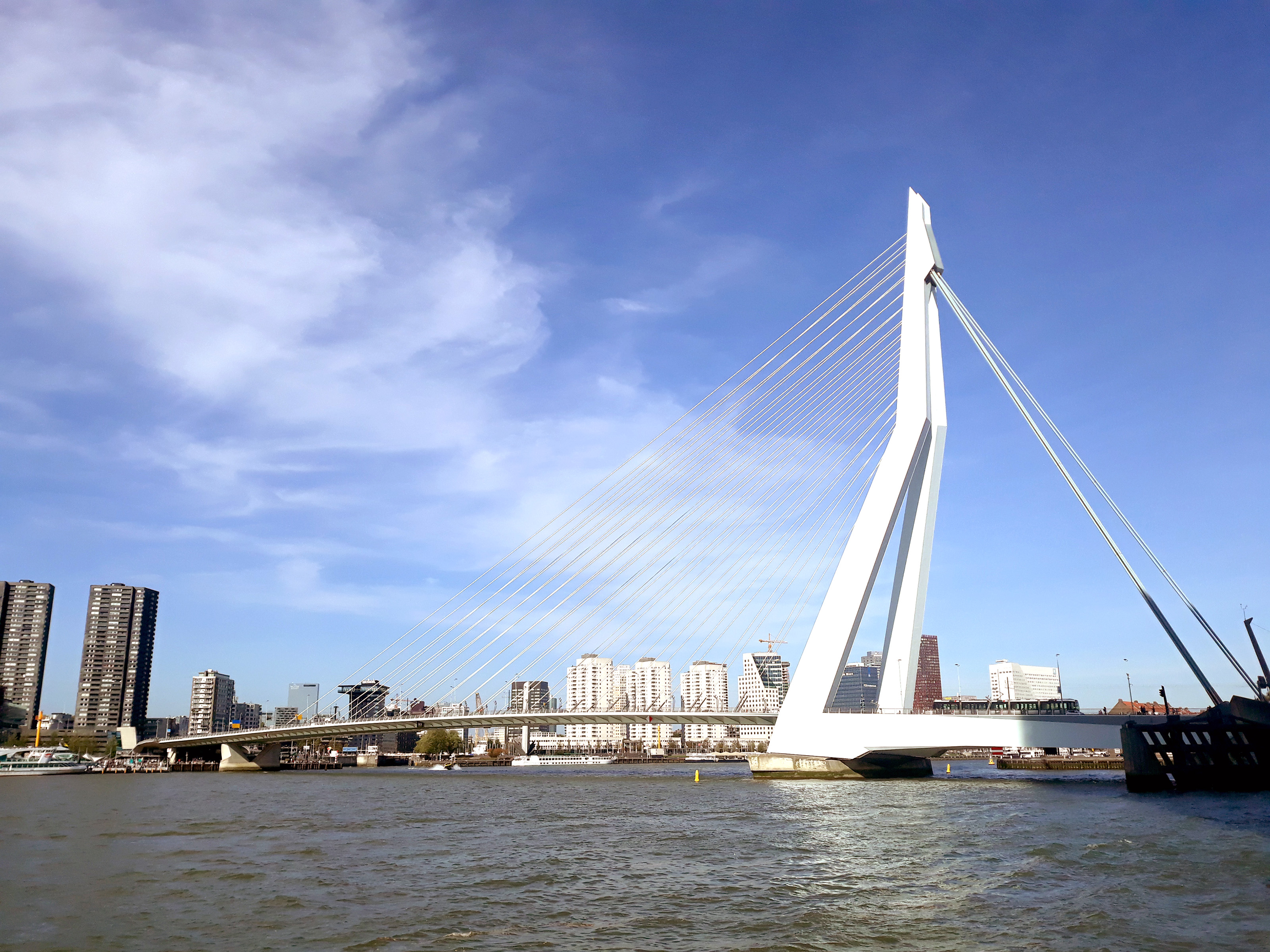 Erasmus Bridge across the Nieuwe Maas in Rotterdam