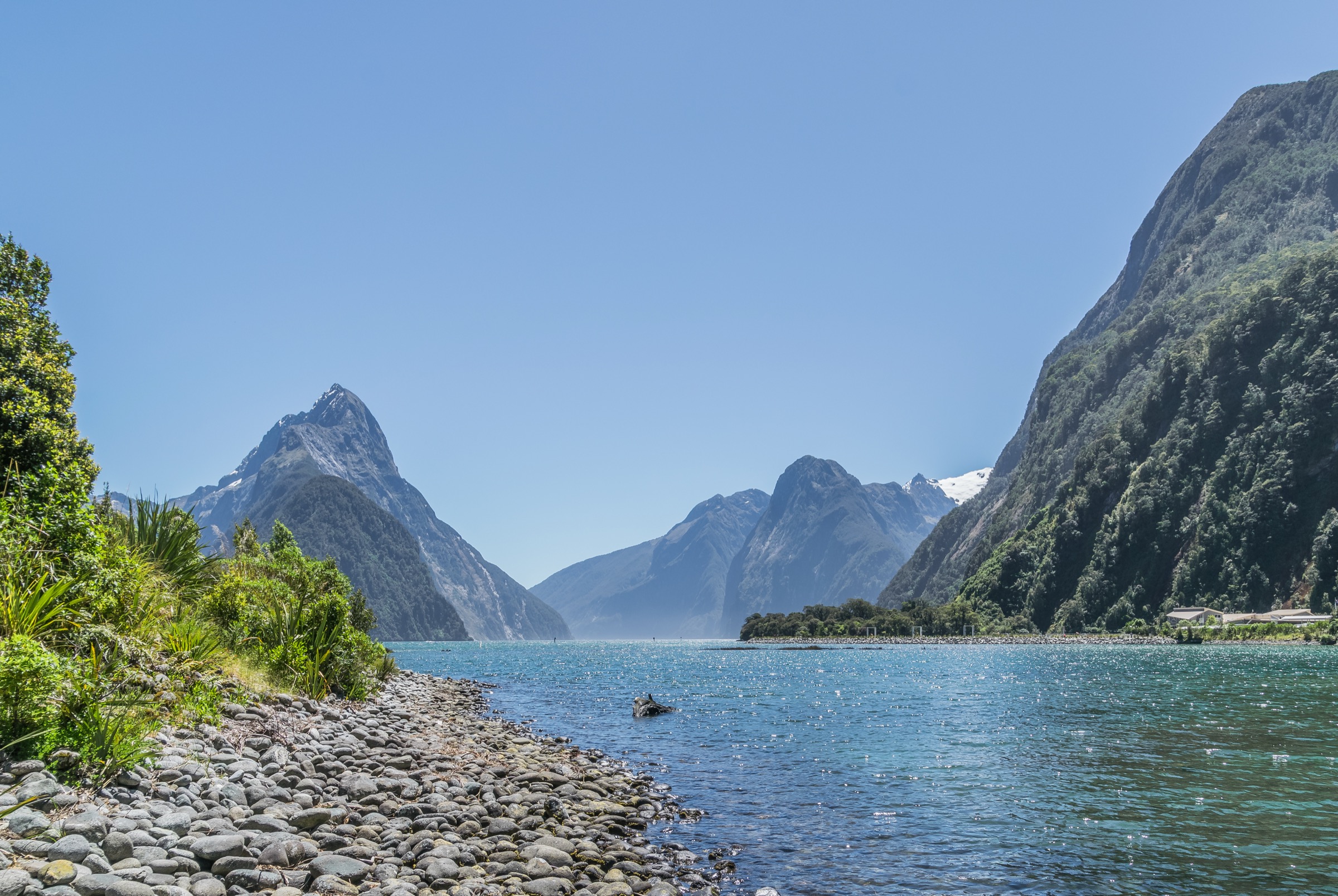 Milford Sound with steep forested peaks and bright water in New Zealand