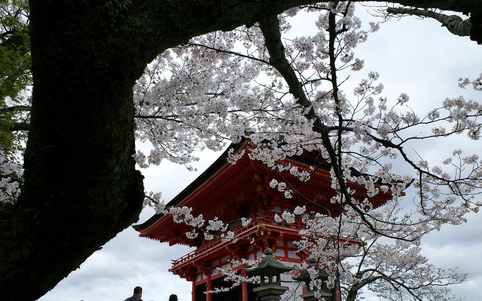 Best Time to Visit Japan: Seasons, Weather, and Trip Planning Guide