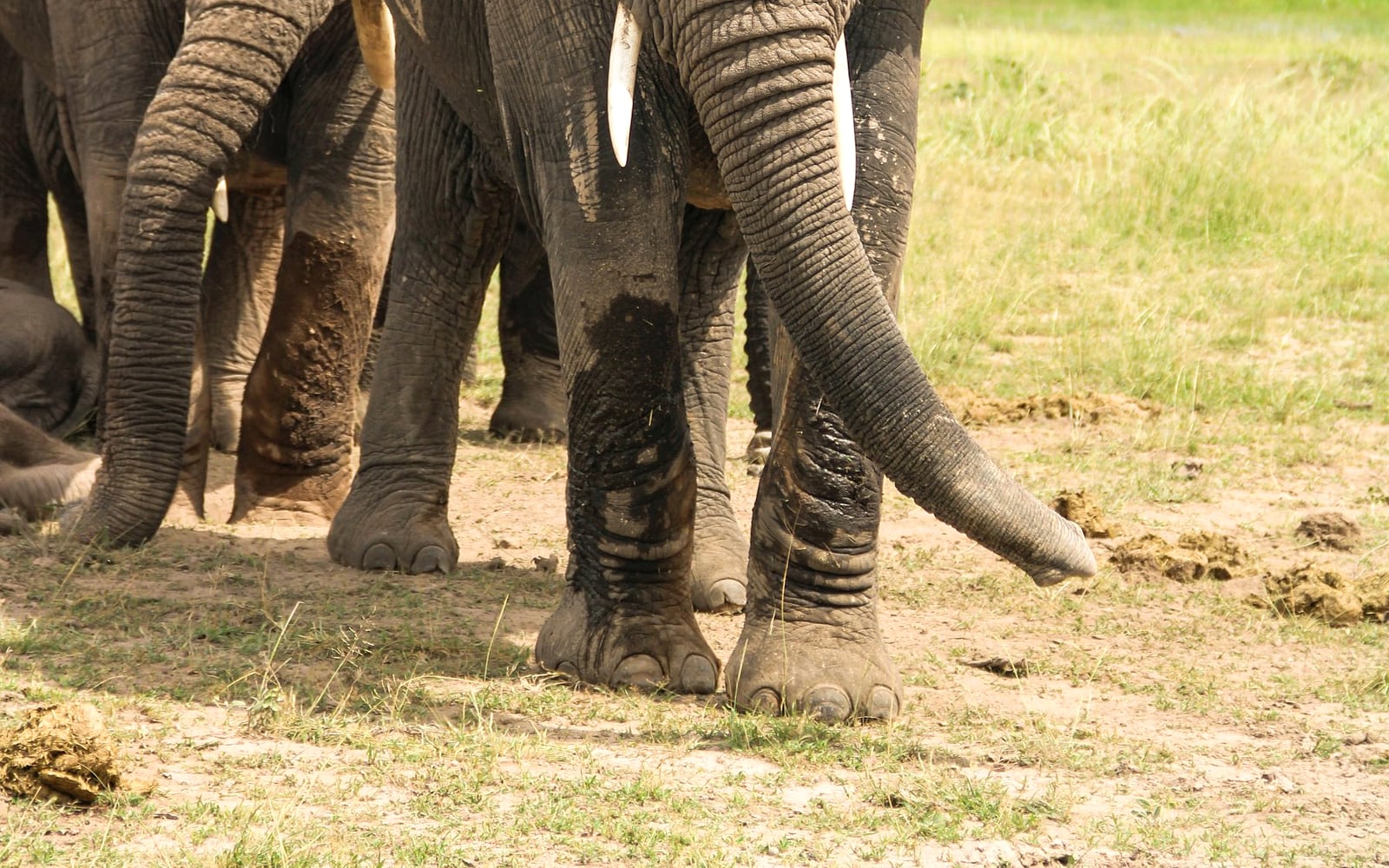 Safari in Kenya: Best Parks, Costs, and Travel Guide